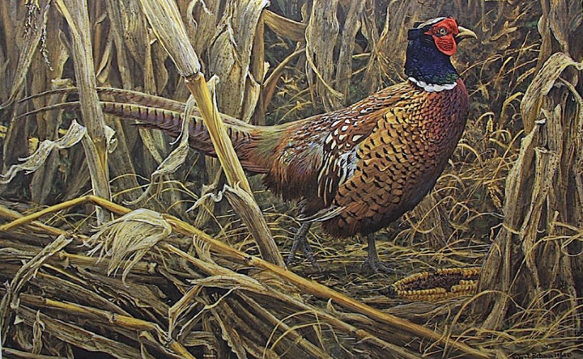 Strutting Ring Necked Pheasant
